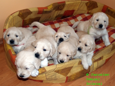 CHS Vera Moravia, chovatelská stanice Vera Moravia, štěňata Golden Retriever, štěňata zlatý retrívr, Louňovice Praha východ, Zlatý retrívr výcvik, pojištění 